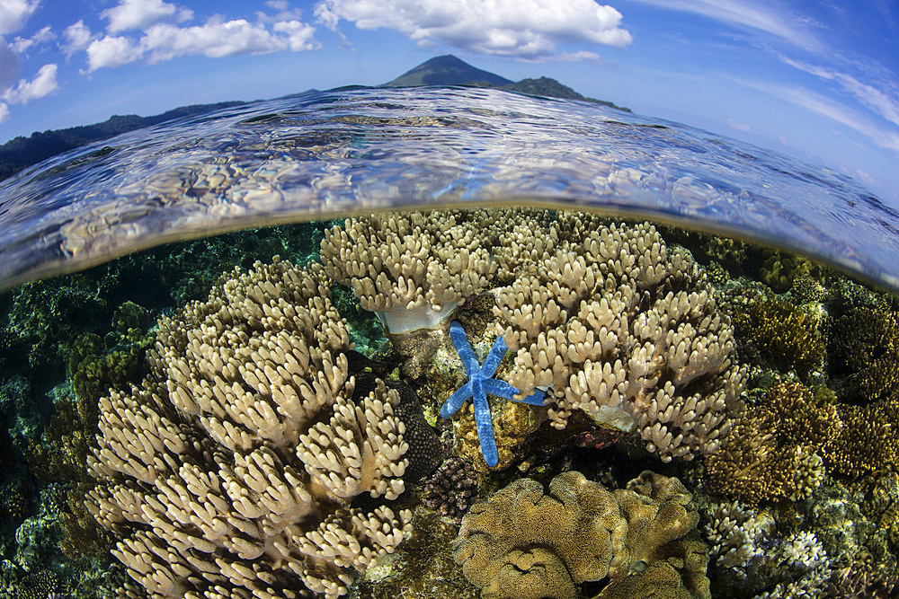 A beautiful coral reef grows near an island in the Banda Sea, Indonesia. This remote and historic region, known previously for the Spice Islands, harbors extraordinary marine biodiversity.