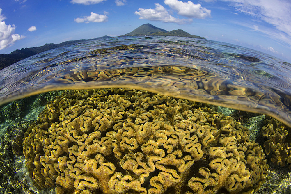 A beautiful coral reef grows near an island in the Banda Sea, Indonesia. This remote and historic region, known previously for the Spice Islands, harbors extraordinary marine biodiversity.