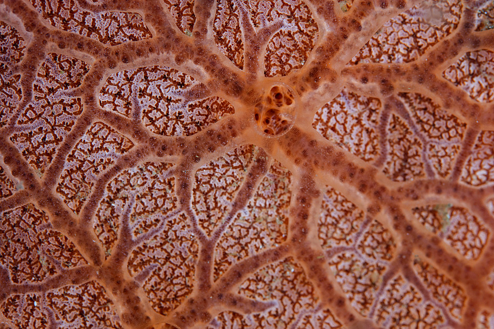 Detail of an encrusting sponge growing in Lembeh Strait, Indonesia.