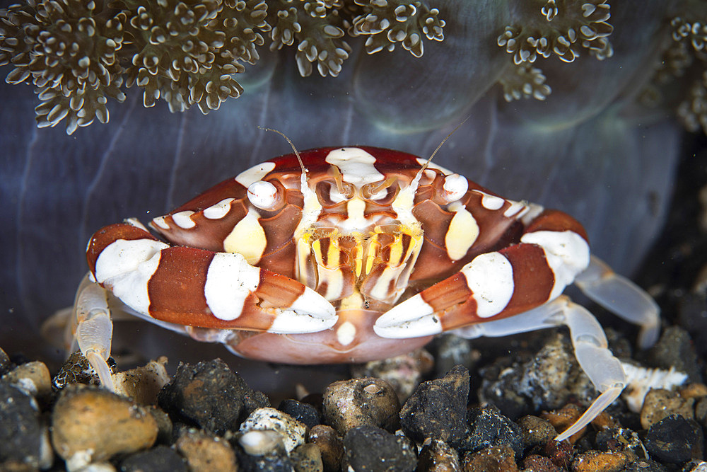 A harlequin swimming crab (Lissocarcinus laevis) sits on the seafloor of Lembeh Strait, Indonesia.