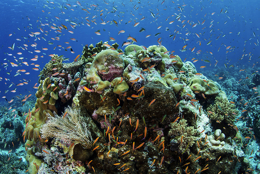 Colorful anthias fish swim above a beautiful reef growing near an island in the Banda Sea, Indonesia. This remote and historic region, known previously for the Spice Islands, harbors extraordinary marine biodiversity.