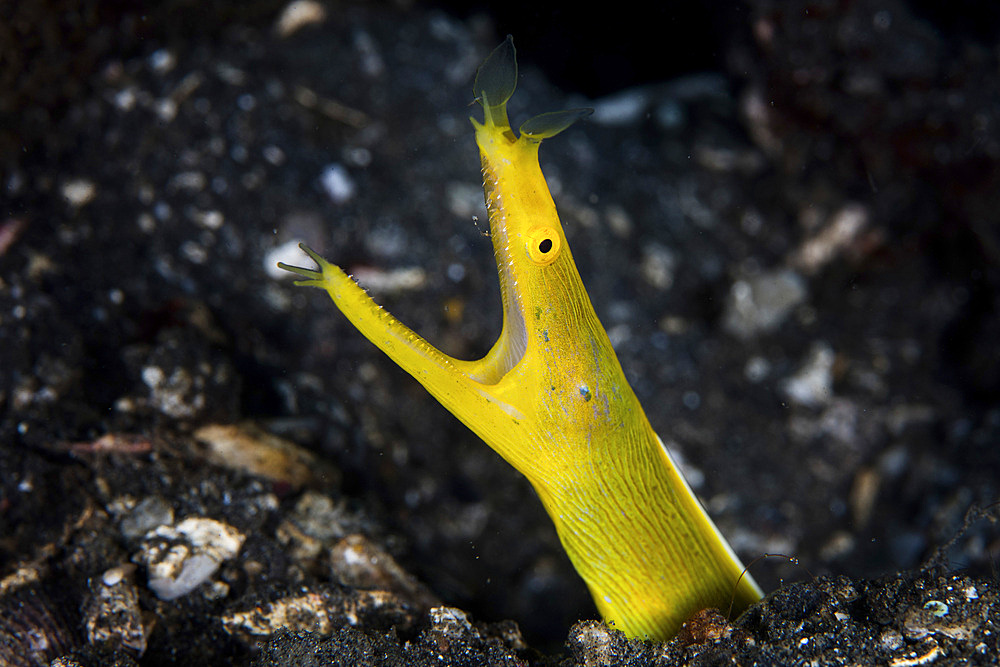 A ribbon eel opens its jaws in Lembeh Strait, Indonesia.