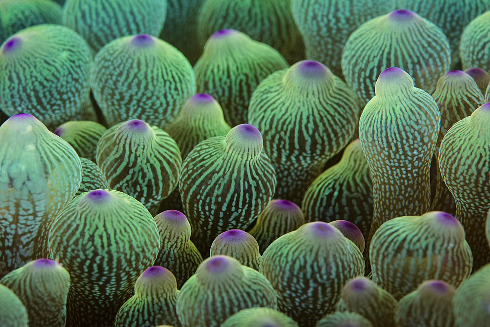 Abstract of the tentacles on a bulbed-anemone (Entacmaea quadricolor) in Lembeh Strait, Indonesia.