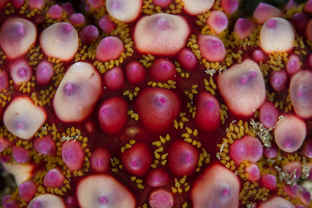 Detail of a warty starfish on the seafloor of Lembeh Strait, Indonesia.