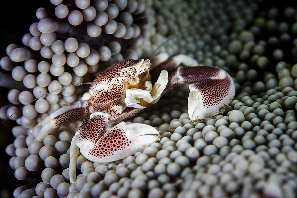 A porcelain crab sits on its host anemone in Lembeh Strait, Indonesia.