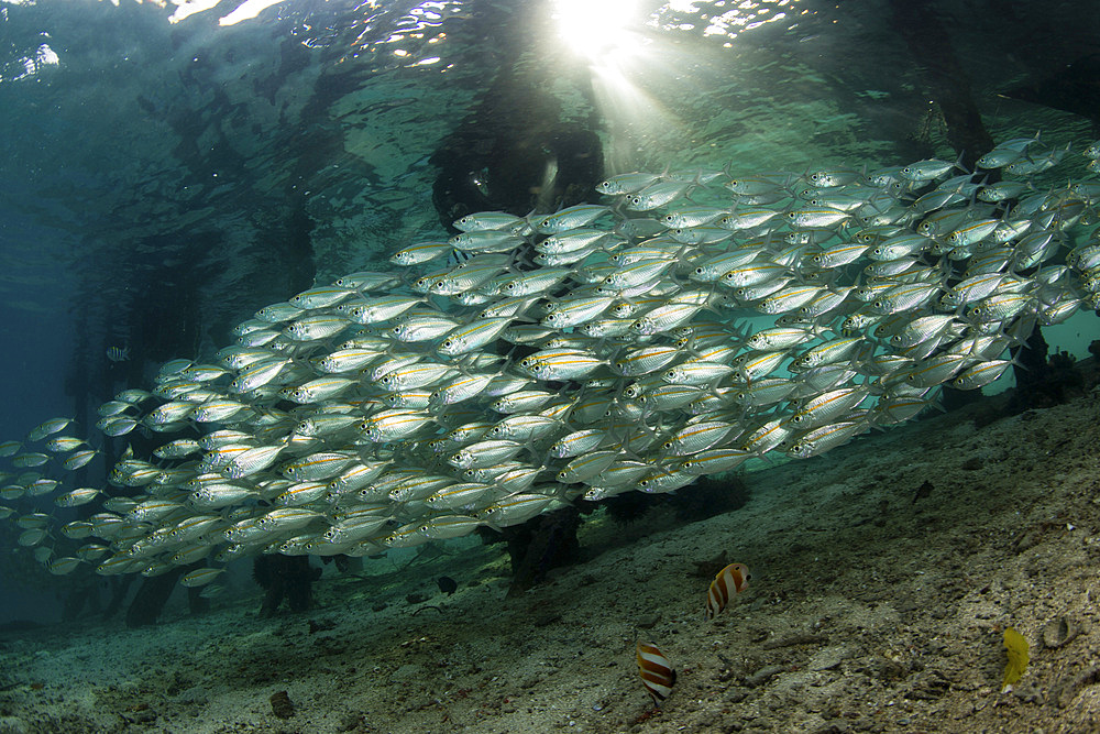 A school of scad (Selar leptolepis) swims beneath a pier in Raja Ampat, Indonesia.