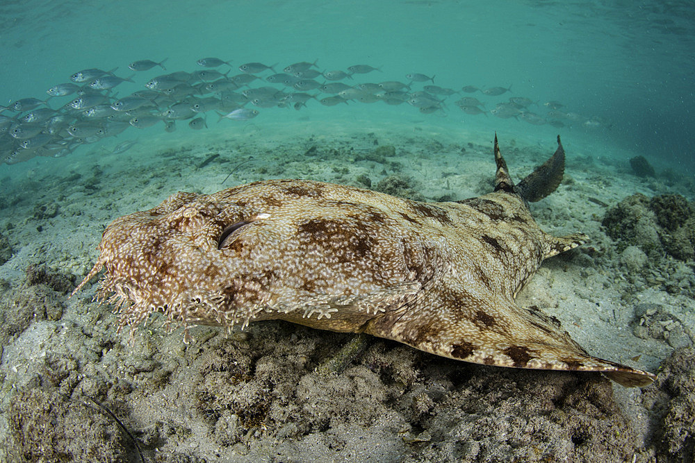 A well-camouflaged tasseled wobbegong shark (Eucrossorhinus dasypogon) lies on the sandy seafloor of Raja Ampat, Indonesia.