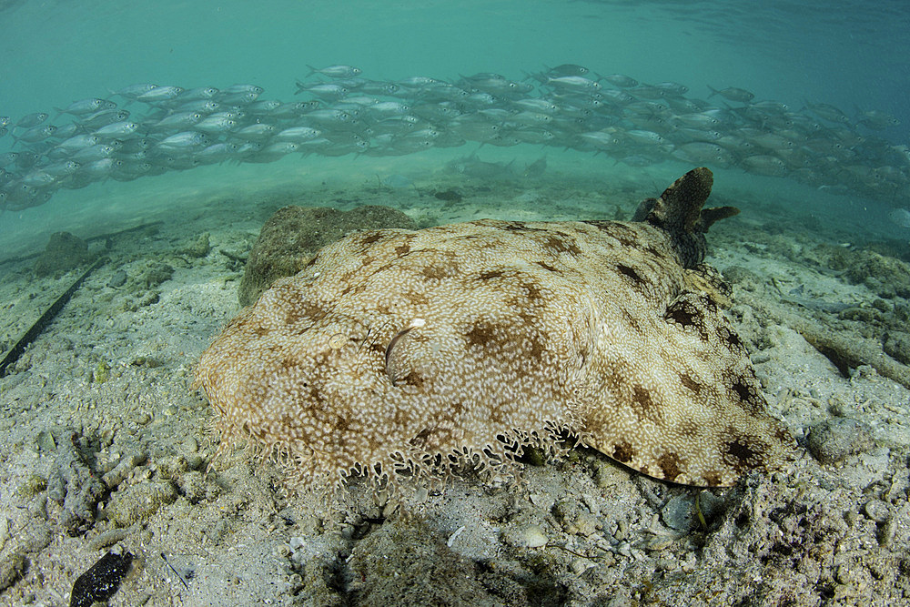 A well-camouflaged tasseled wobbegong shark (Eucrossorhinus dasypogon) lies on the sandy seafloor of Raja Ampat, Indonesia.