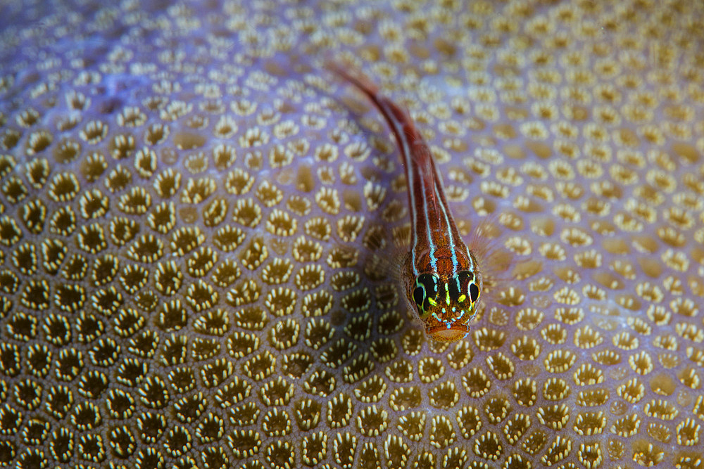 A small striped dwarf goby, Trimma striatum, sits on a coral colony in Alor, Indonesia.