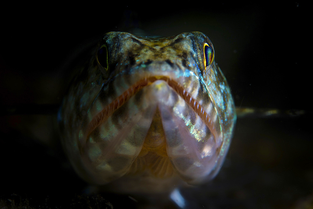 A lizardfish, Synodus sp., waits for prey to swim close by on a reef near Alor in Indonesia.