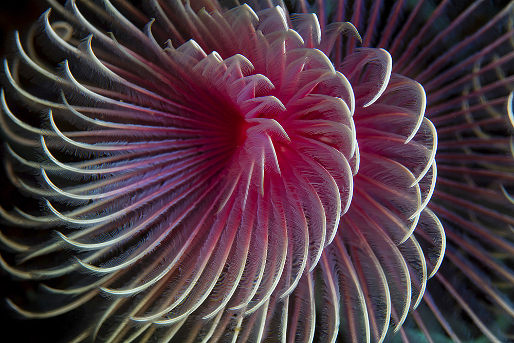 A beautiful feather duster worm, Bispira sp., grows on a coral reef in Alor, Indonesia.