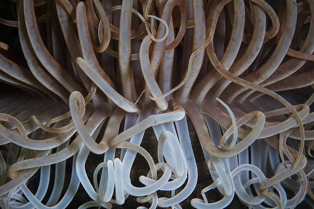 Detail of the tentacles of a tube anemone growing on a coral reef near Alor in Indonesia.