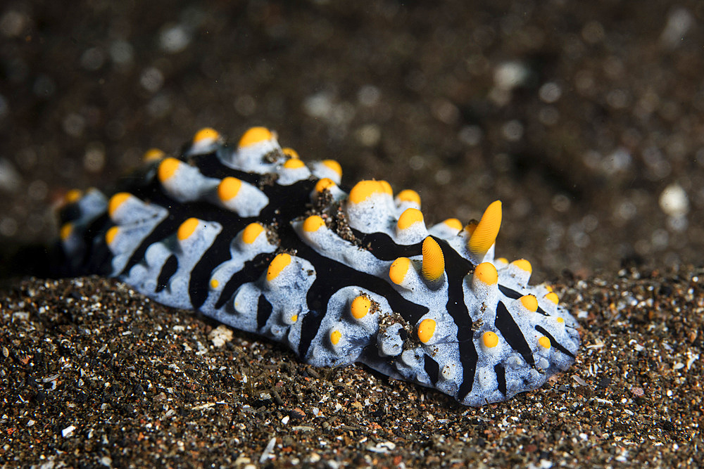 A colorful nudibranch, Phyllidia varicosa, crawls on a black sand seafloor in Alor, Indonesia.