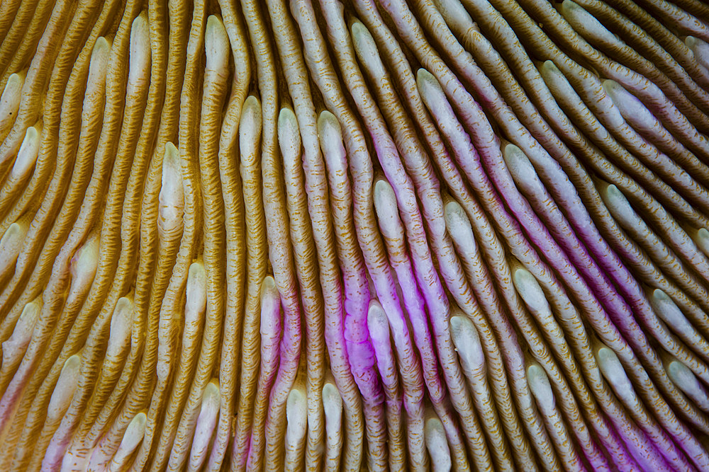 Detail of a mushroom coral, Fungia sp., growing on a beautiful reef in Wakatobi National Park, Indonesia.