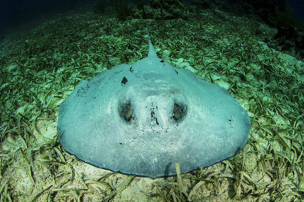 A large roughtail stingray, Dasyatis centroura, lays on the seagrass-covered seafloor of Turneffe Atoll off the coast of Belize. This reef is part of the massive Mesoamerican Reef System in the Caribbean Sea, the second largest barrier reef on Earth.