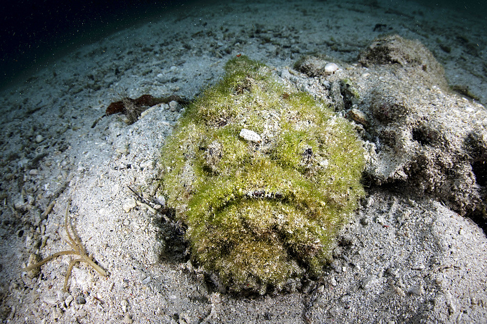 A well-camouflaged reef stonefish, Synanceia verrucosa, waits to ambush prey in Raja Ampat, Indonesia.