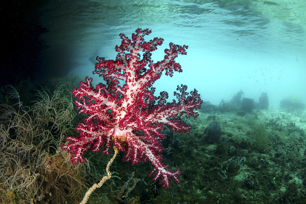 A vibrant soft coral, Dendronephthya sp., grows amid the remote, tropical islands of Raja Ampat, Indonesia.