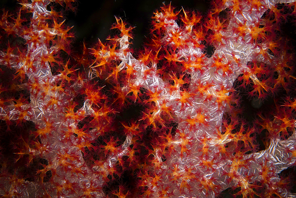 A beautiful soft coral colony, Dendronephthya sp., grows amid the remote, tropical islands of Raja Ampat, Indonesia.