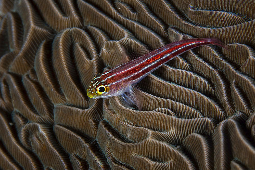 A small, colorful goby sits on a coral colony amid the remote, tropical islands of Raja Ampat, Indonesia.