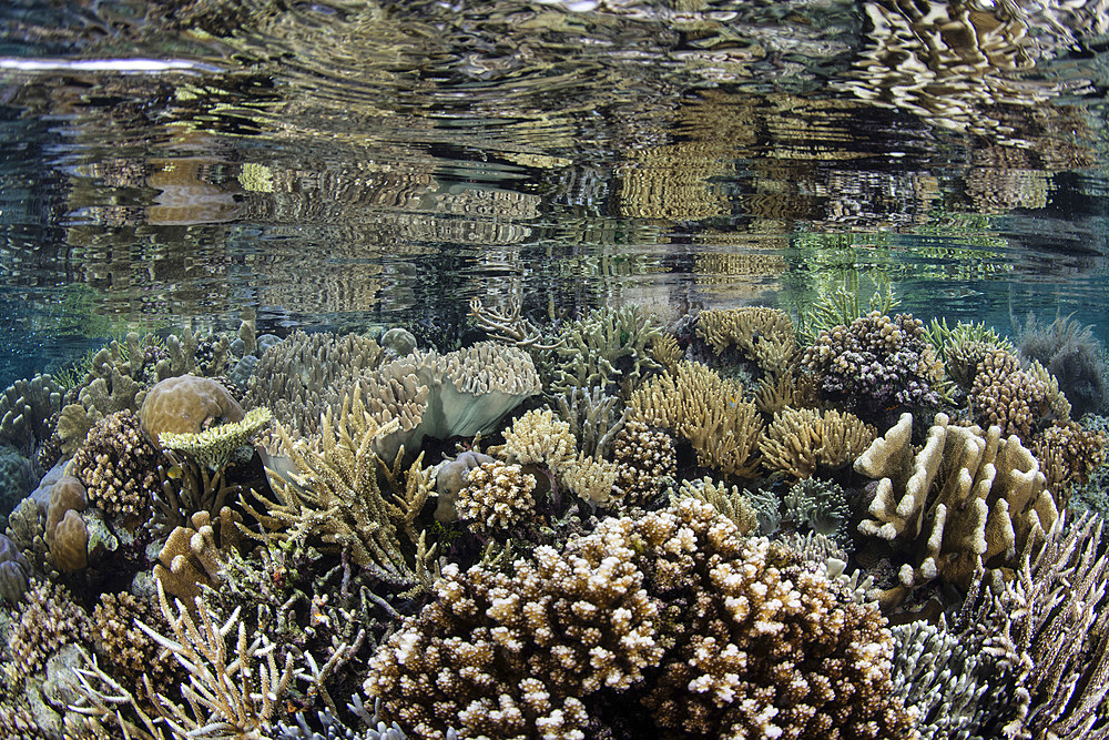 A beautiful coral reef thrives among the remote, tropical islands of Raja Ampat, Indonesia.