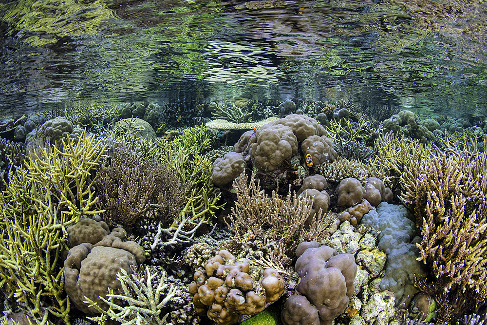 A beautiful coral reef thrives among the remote, tropical islands of Raja Ampat, Indonesia.