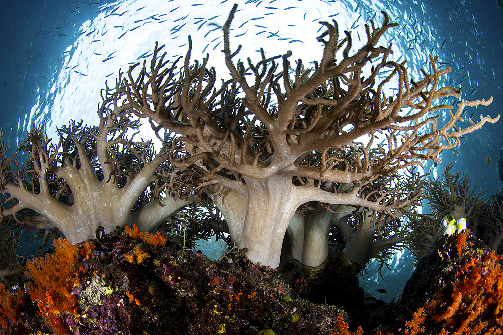 Soft coral colonies, Sinularia sp., thrive on a reef found among the remote, tropical islands of Raja Ampat, Indonesia.