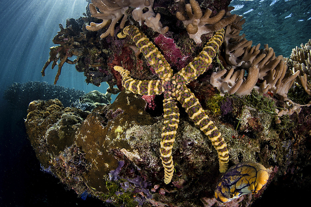 A warty sea star, Echinaster callosus, clings to a coral reef in Raja Ampat, Indonesia.