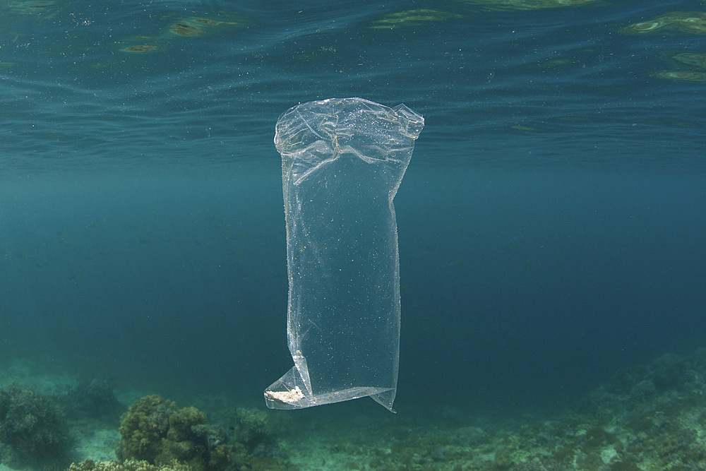 A discarded plastic bag drifts underwater amid the remote, tropical islands of Raja Ampat, Indonesia. Plastics break into tiny pieces that eventually enter the food web.