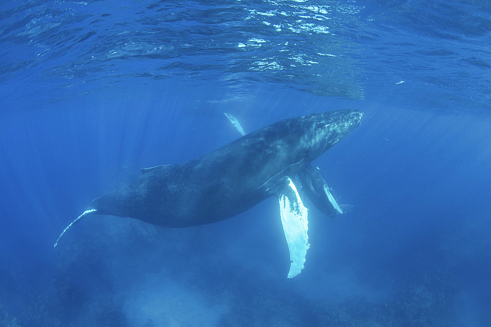 Mother and calf humpback whales, Megaptera novaeangliae, swim in the clear, blue waters of the Caribbean Sea.