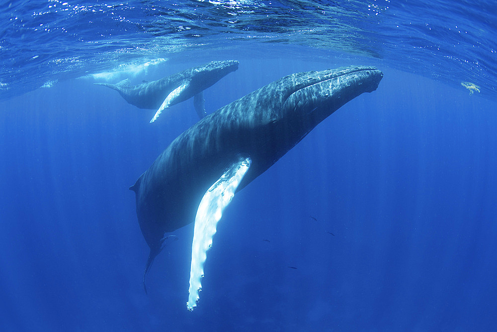 Mother and calf humpback whales, Megaptera novaeangliae, swim in the clear, blue waters of the Caribbean Sea.