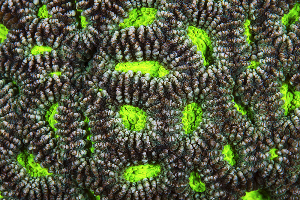 Detail of coral polyps growing on a healthy reef in Raja Ampat, Indonesia.