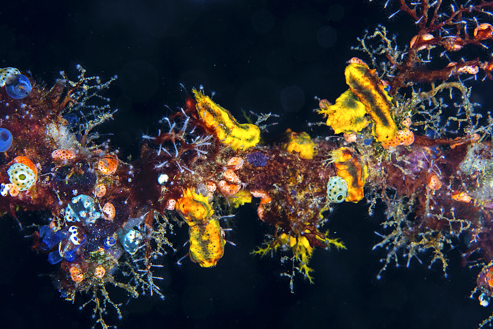 Vibrant sea cucumbers, tunicates, hydroids, and other invertebrates cling to a reef in Raja Ampat, Indonesia.