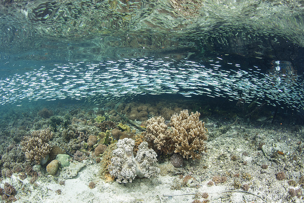 A school of silversides swims in the shallows in a remote part of Raja Ampat, Indonesia.