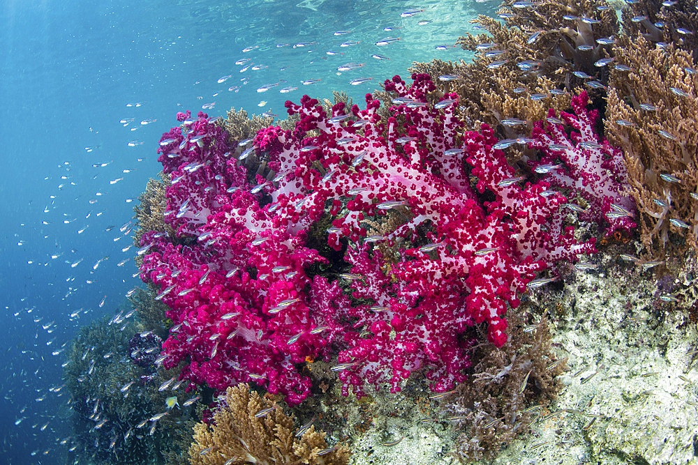 A beautiful coral reef thrives in a remote part of Raja Ampat, Indonesia.