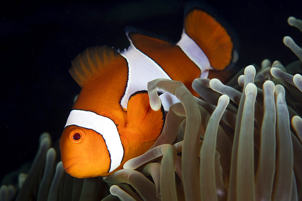 A false clownfish, Amphiprion ocellaris, swims among the tentacles of its host anemone in Raja Ampat, Indonesia.