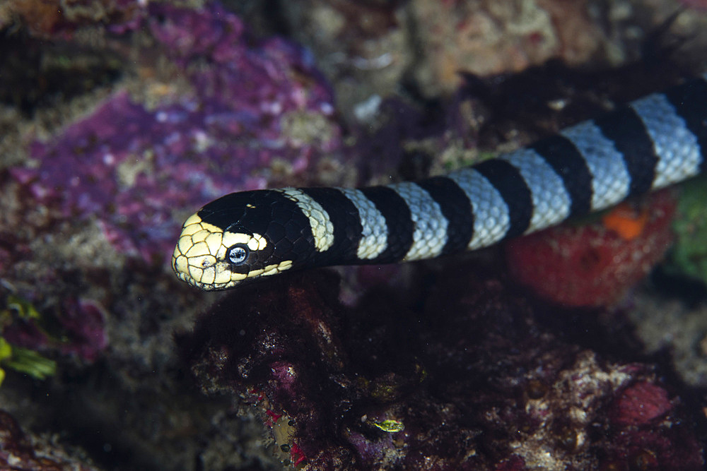 A banded sea krait, Laticauda colubrina, searches for prey on a coral reef in Raja Ampat, Indonesia. This tropical area is known for its extraordinary marine biodiversity and is a popular destination for divers and snorkelers.