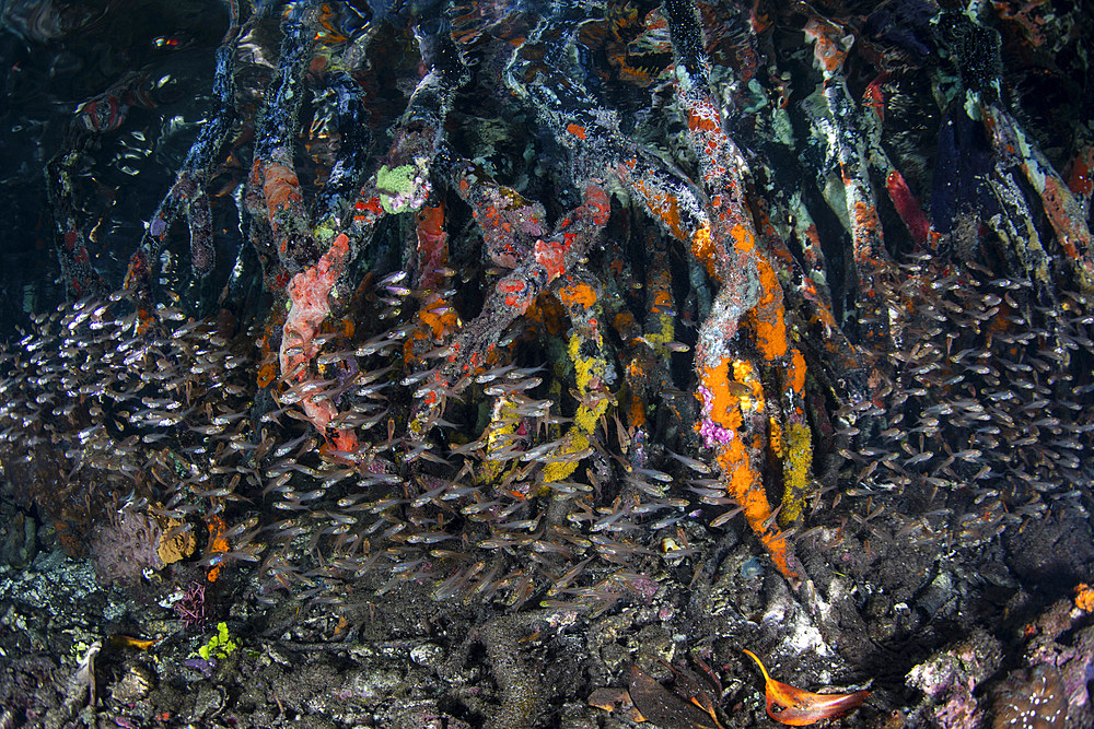 Small cardinalfish hover amid mangrove prop roots in a remote part of Raja Ampat, Indonesia.