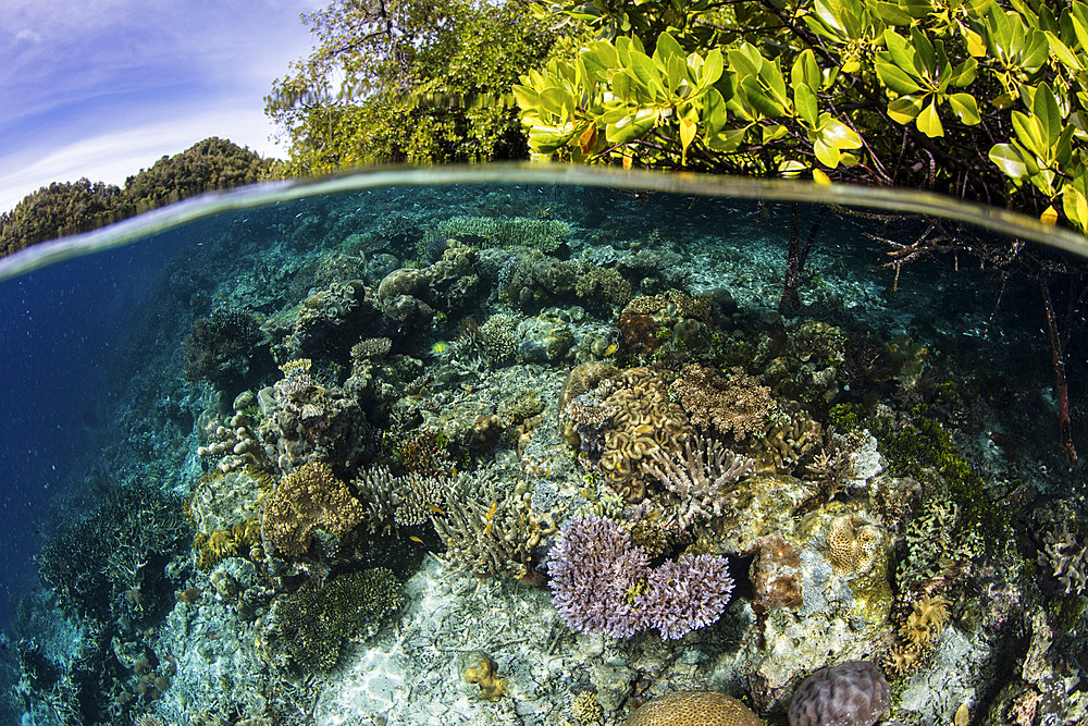 Healthy corals grow on the edge of a mangrove forest in a remote part of Raja Ampat, Indonesia.