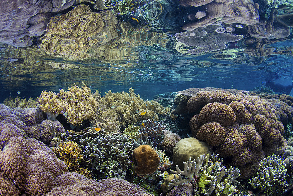 A beautiful coral reef grows in a remote part of Raja Ampat, Indonesia.