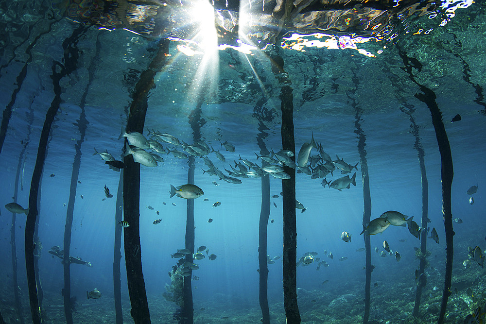 Beams of light descend through a wooden jetty in the Dampier Strait, Raja Ampat, Indonesia. This tropical area is known for its extraordinary marine biodiversity and is a popular destination for divers and snorkelers.