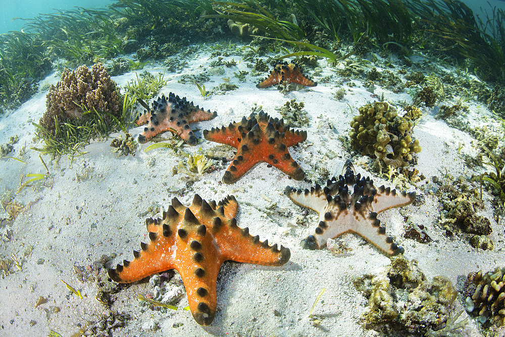 Colorful chocolate chip starfish lie scattered on the floor of a seagrass meadow in Komodo National Park, Indonesia. This tropical area in the Lesser Sunda Islands is known for both its amazing marine biodiversity as well its infamous dragons.