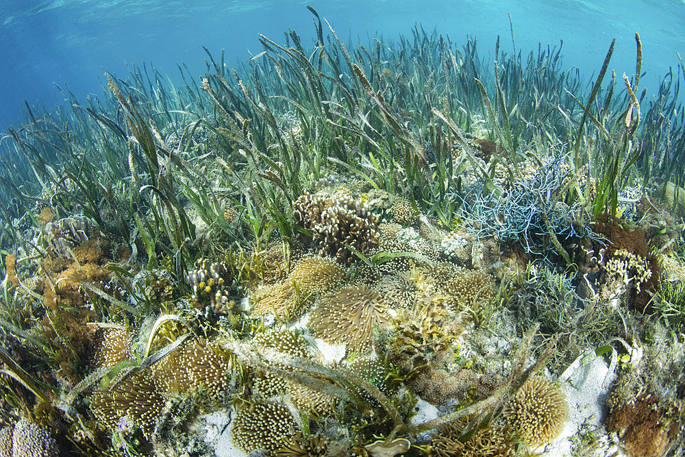 Garden coral, sponges, and other invertebrates grow in a shallow seagrass meadow in Komodo National Park, Indonesia. This tropical area in the Lesser Sunda Islands is known for both its amazing marine biodiversity as well its infamous dragons.