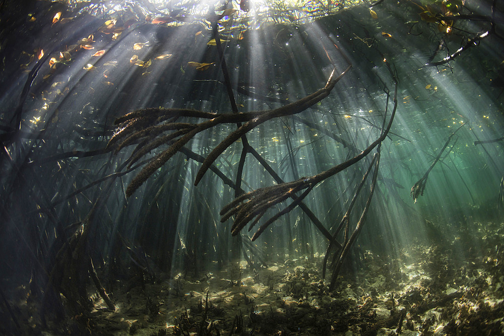 Sunlight filters into the shadows of a thick mangrove forest in Komodo National Park, Indonesia. This tropical area in the Lesser Sunda Islands is known for both its amazing marine biodiversity as well its infamous dragons.