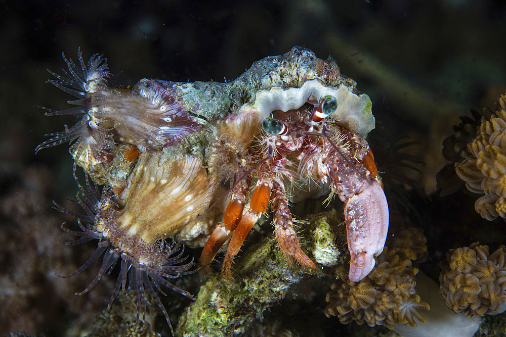 Symbiotic anemones cover the shell of a hermit crab, Dardanus pedunculatus, in Komodo National Park, Indonesia. This tropical area in the Lesser Sunda Islands is known for both its amazing marine biodiversity as well its infamous dragons.