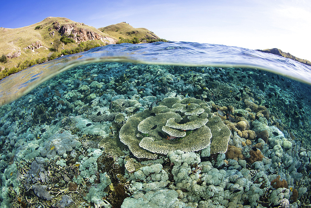 A beautiful coral reef thrives in Komodo National Park, Indonesia. This tropical area in the Lesser Sunda Islands is known for both its amazing marine biodiversity as well its infamous dragons.