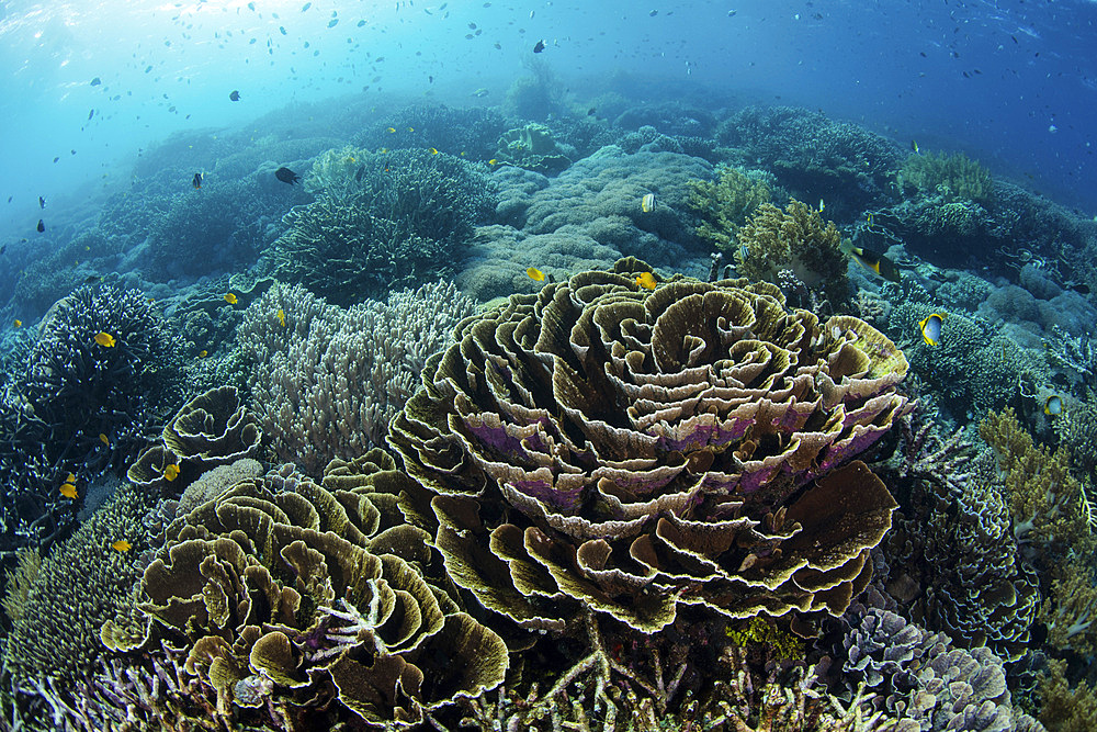 A beautiful coral reef thrives in Komodo National Park, Indonesia. This tropical area in the Lesser Sunda Islands is known for both its amazing marine biodiversity as well its infamous dragons.