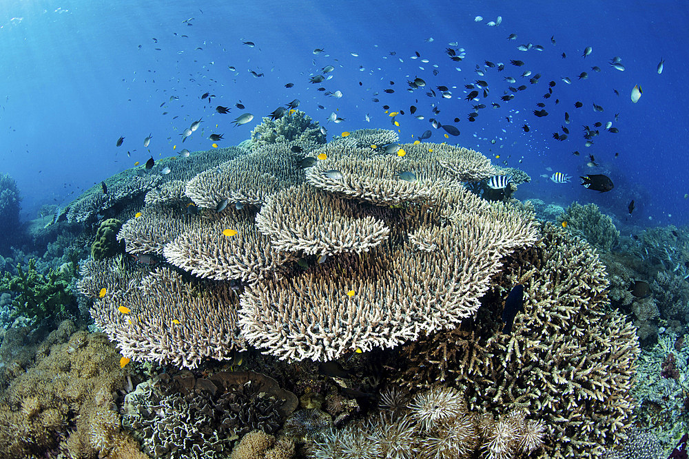 A beautiful coral reef thrives in Komodo National Park, Indonesia. This tropical area in the Lesser Sunda Islands is known for both its amazing marine biodiversity as well its infamous dragons.