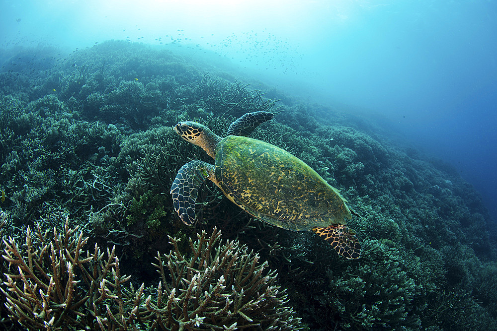 A hawksbill sea turtle, Eretmochelys imbricata, swims over a beautiful reef in Komodo National Park, Indonesia. This tropical area in the Lesser Sunda Islands is known for both its amazing marine biodiversity as well its infamous dragons.