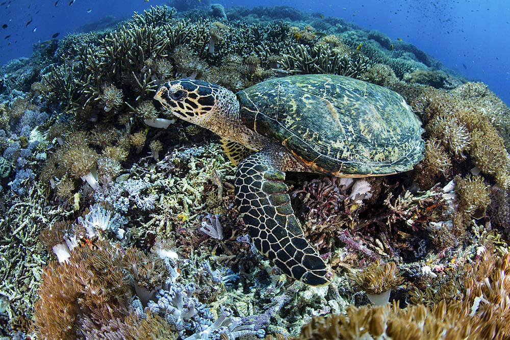 A hawksbill sea turtle, Eretmochelys imbricata, lays on a beautiful reef in Komodo National Park, Indonesia. This tropical area in the Lesser Sunda Islands is known for both its amazing marine biodiversity as well its infamous dragons.