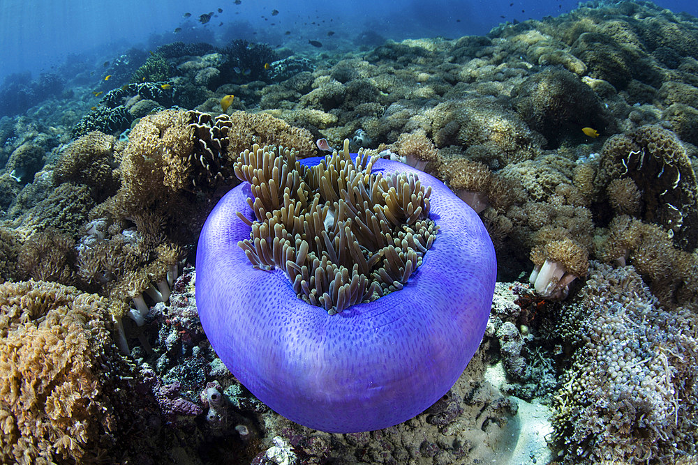 A magnificent sea anemone, Heteractis magnifica, grows on a reef in Komodo National Park, Indonesia. This tropical area in the Lesser Sunda Islands is known for both its amazing marine biodiversity as well its infamous dragons.